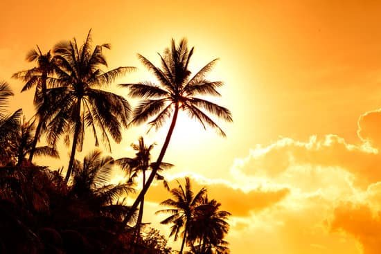 canva palm trees on the island MADAJ5S9uUA