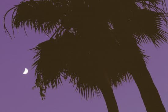 canva palms at night MAC72QDSsdk