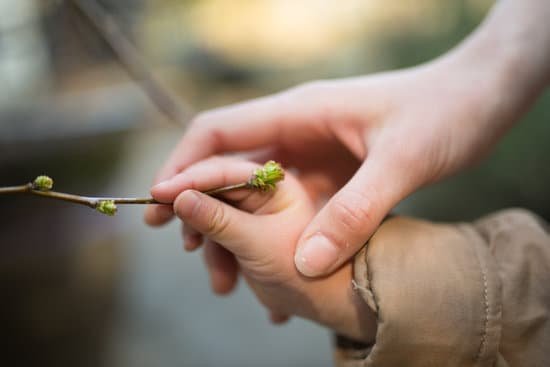 canva parent and child hand touching the sprout MADesJlh68Y