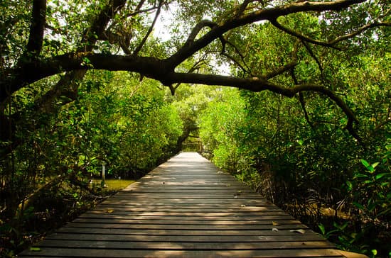 canva path in mangrove forest MADasGWfls4