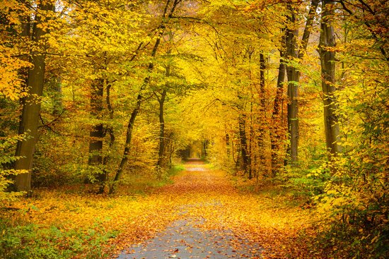 canva pathway in the autumn forest MADFCJBw9O0