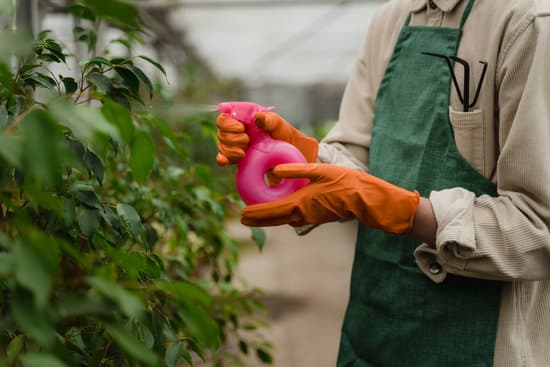 canva person holding spray bottle watering the plants MAETXns8mYo