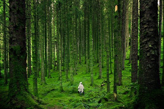 canva person walking between green forest trees