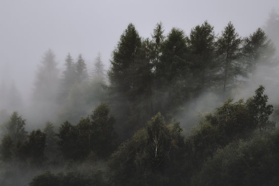 canva photo of foggy forest MADGvwYooKo