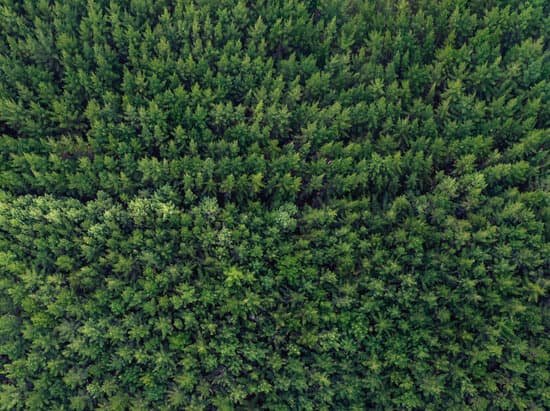 canva pine forest aerial view. MADassme0FM