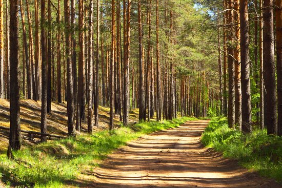 canva pine forest.forest road. MADFySV5cz0