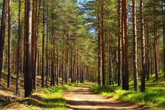 canva pine forest.forest road. MADatMxq zU