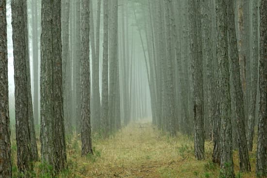 canva pine tre forest MADQ5dURoC8