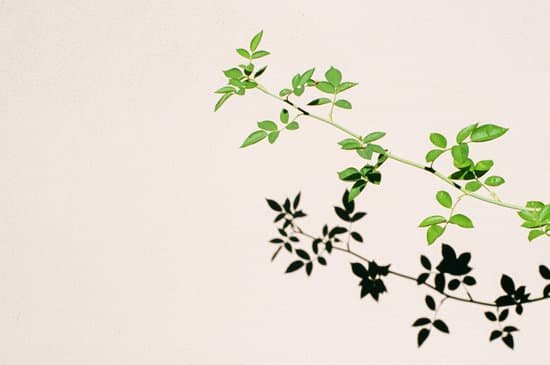 canva plant leaves shadow on the wall MADT4b2G2QA