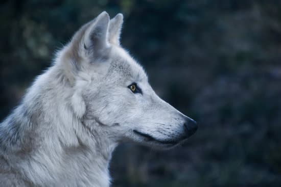 canva portrait of a white wolf