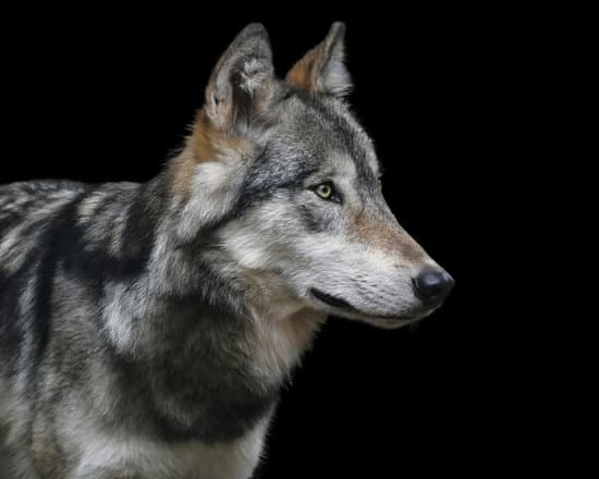 canva portrait of a wild wolf on black background MADQ5SmipDE