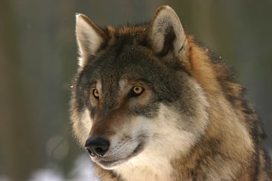 canva portrait of a wolf MADQ5lGk6e0