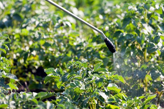 canva protecting potatoes spray hand spray MADFtwuvekw