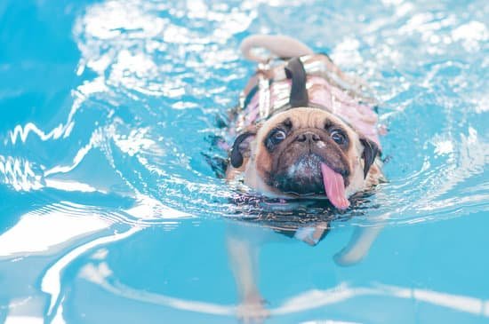 canva pug swim in swimming pool MADaFWDzmuU