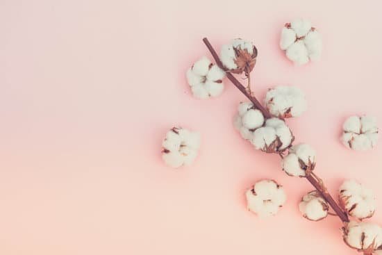 canva raw cotton branch MADE1lKhE38