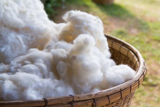 canva raw cotton in basket