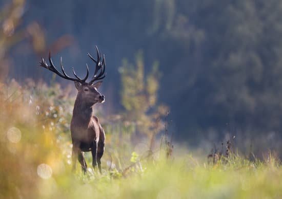 canva red deer in forest MADauBeHDZQ
