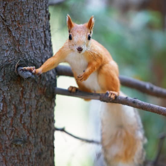 canva red squirrel MAAwnU rPnQ