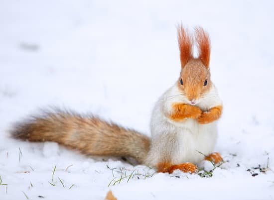 canva red squirrel MAAwnUK3hfI