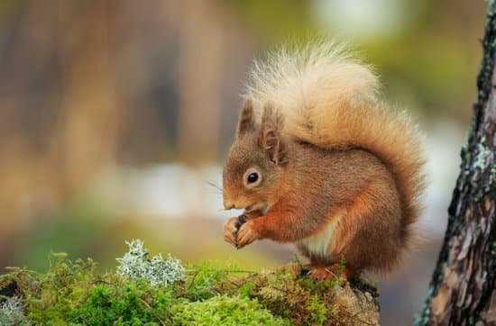 canva red squirrel MADasDOZAuw