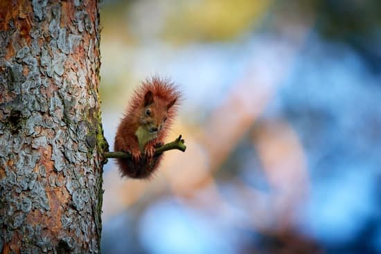 canva red squirrel MADyRlQ4cj8