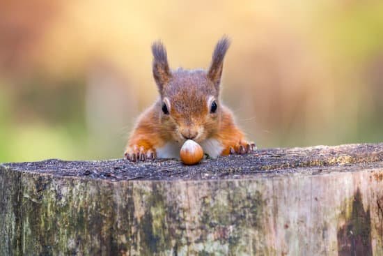 canva red squirrel cant believe his luck MADaFNFNFpA