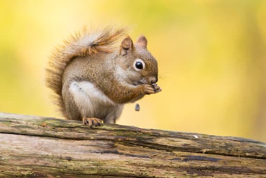 canva red squirrel in autumn MADCLgb mlk