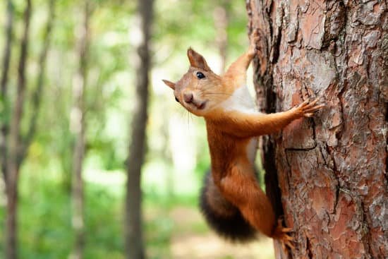 canva red squirrel in nature MADatQt0 JA