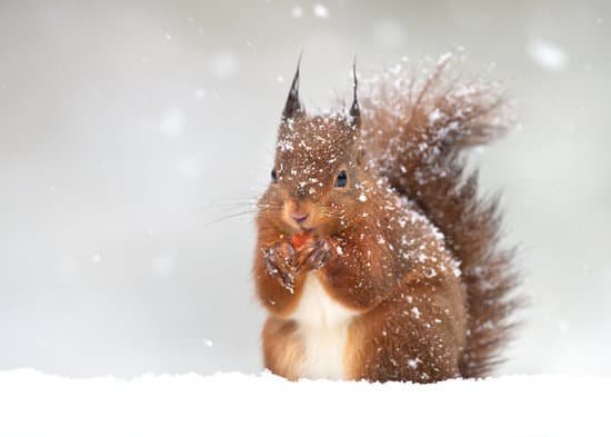 canva red squirrel in winter