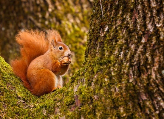canva red squirrel munching on a hazel nut MADauTGXkH8