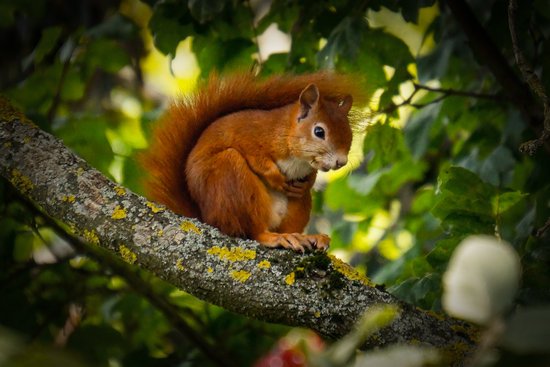 canva red squirrel on tree branch MADGyFoBYt0