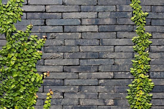 canva sand stone wall with vine MAEC5A6m zE