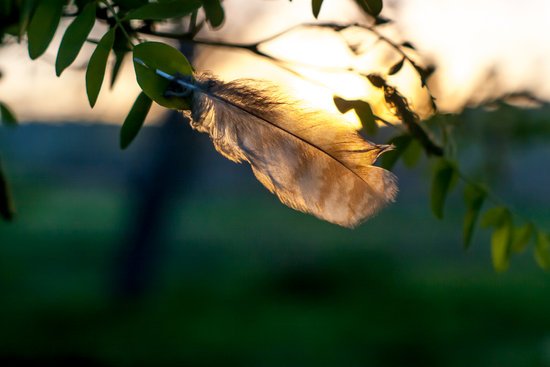 canva selective focus photography of brown feather MADGvqza3do