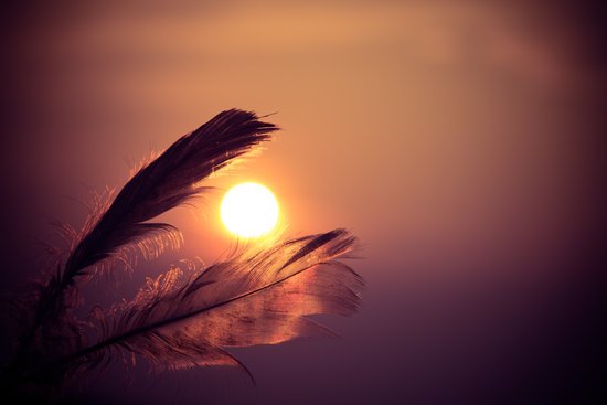 canva selective focus photography of two brown feathers during golden hour MADGyVPEFq8