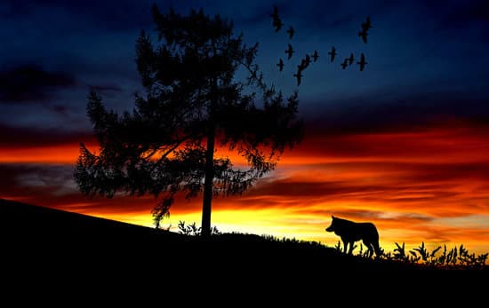 canva silhouette of tree and a wolf in sunset MADQ4