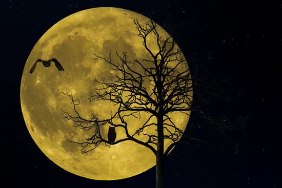 canva silhouette of tree with moon MADQ5fAdlnI