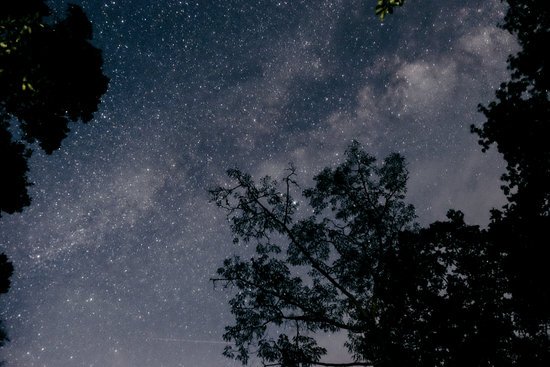 canva silhouette of trees under clear night sky MADGwOZAO9Y