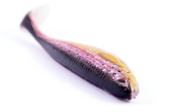 canva silicone fish MADAaUNZtLc