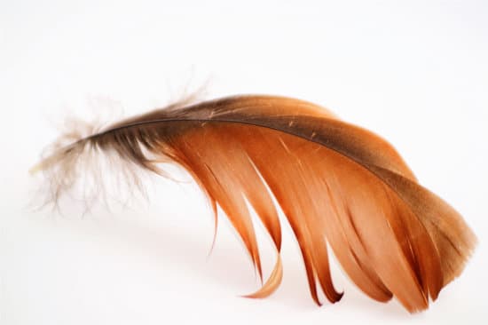 canva single brown feather