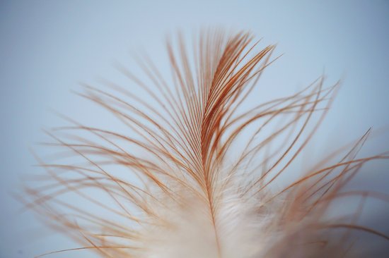 canva single white brown feather