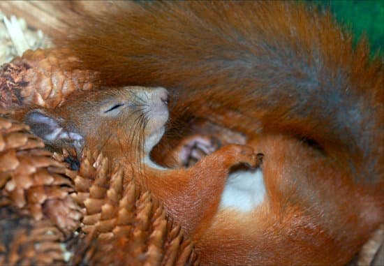 canva sleeping squirrel MADBPD20BHU