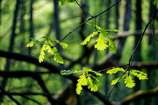 canva small leaves on a branch in the forest MADQ5ZpoZG8