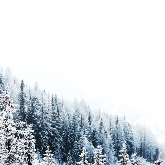 canva snow covered forest MADarE8MvAY