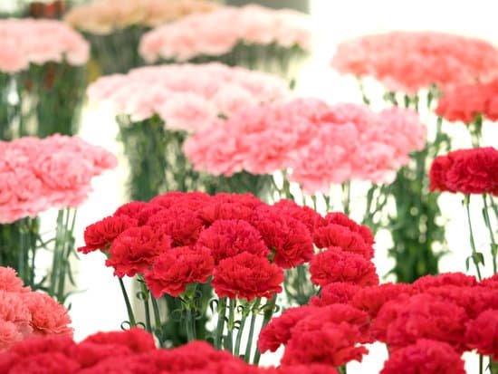 canva spray carnation MAD7148Xy8I