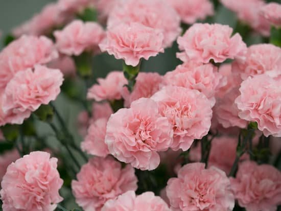 canva spray carnation MAD717yT 0I