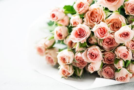 canva spray roses