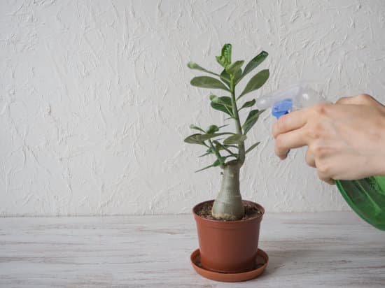 canva spraying houseplants with a spray bottle. MADVZIX3ptw