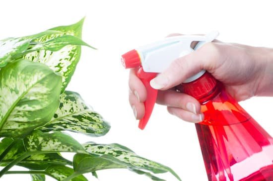 canva spraying plant MAEEvnbfvRQ
