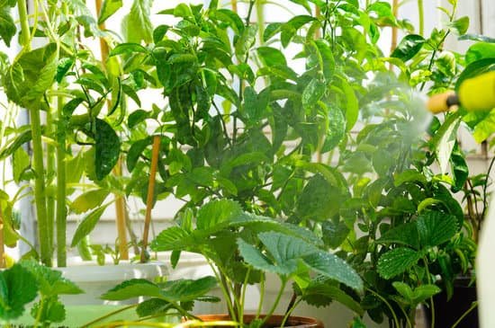 canva spraying plants MADm9qyBm 8