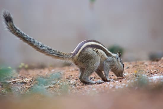 canva squirrel MAC41MAilOk